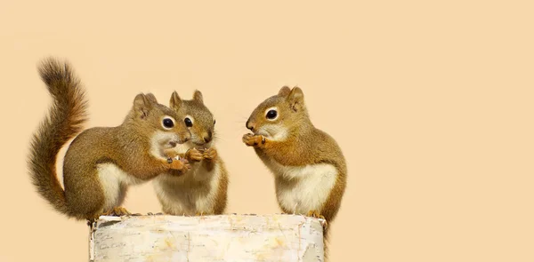 Baby squirrels sharing. — Stock Photo, Image