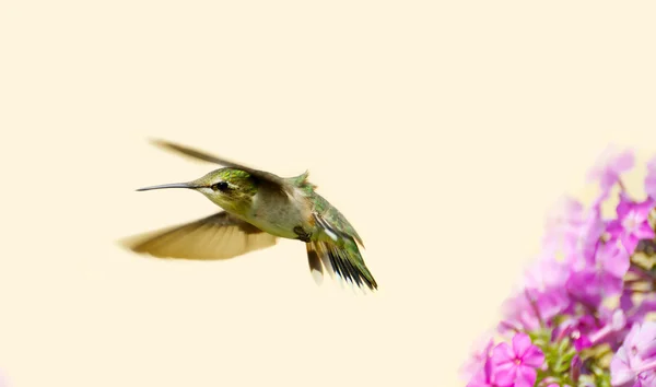 Ruby Throated Hummingbird. — Zdjęcie stockowe