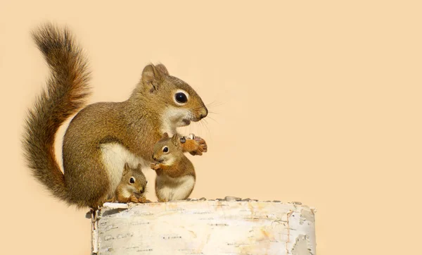 Eichhörnchenfamilie. — Stockfoto