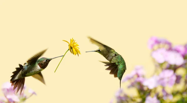 Hummingbird kärlek. Stockfoto