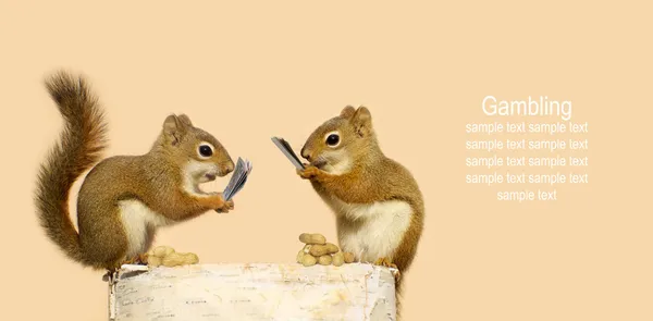 Squirrels playing cards for peanuts. — Stock Photo, Image