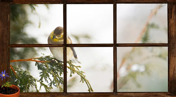 Szczygieł widać przez okno, tęsknota za wiosna. — Zdjęcie stockowe