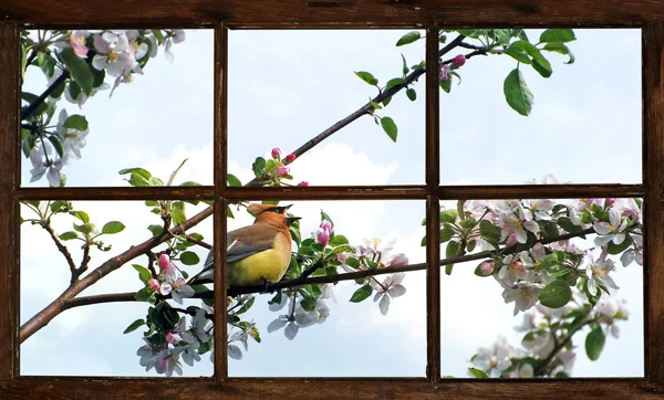 Jarní waxwing viděl oknem. — Stock fotografie