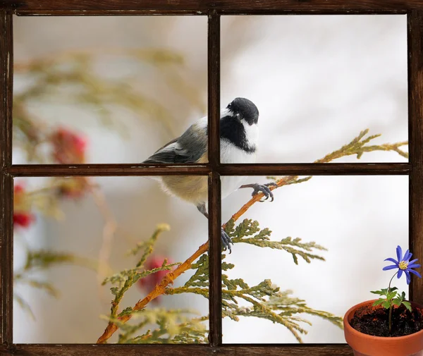 Chickadee visto a través de una ventana, anhelando la primavera . Fotos de stock