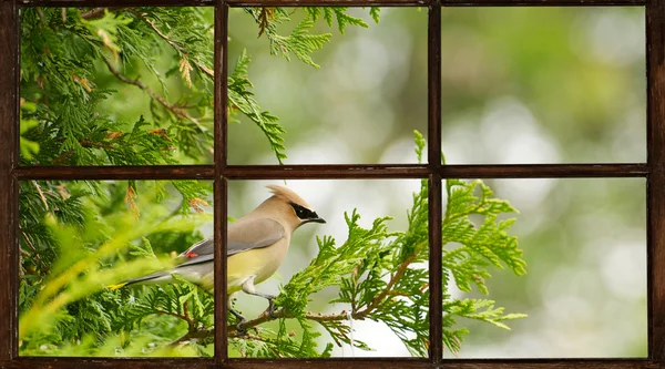 창문을 통해 본 봄, 삼나무 waxwing. 로열티 프리 스톡 사진
