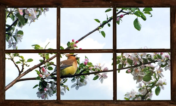 Ala de cera de primavera vista a través de la ventana . Imágenes de stock libres de derechos