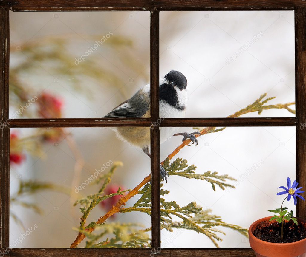 Chickadee seen through a window, longing for Spring.