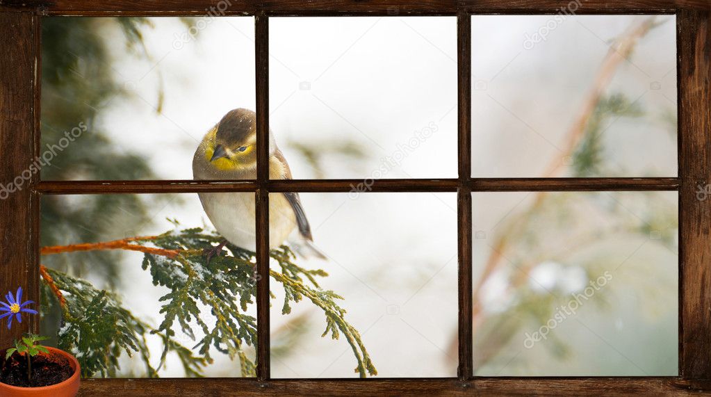Goldfinch seen through window, longing for Spring.