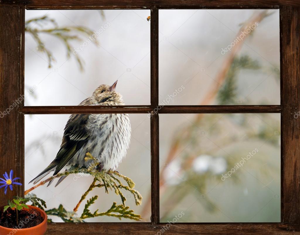 pine siskin bird seen through a window longing for pine siskin bird seen through a window longing for