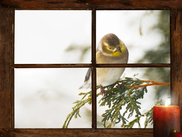 Fondo de la tarjeta de Navidad. — Foto de Stock