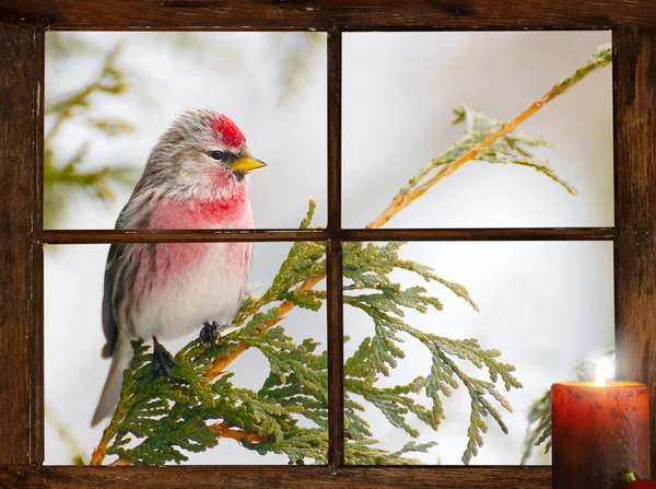 Kerstkaart achtergrond. — Stockfoto