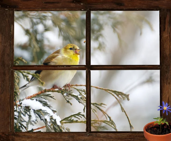 春を待ちながら. — ストック写真