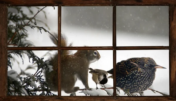 Animales divertidos en una tormenta de nieve, vistos a través de la ventana de la granja . —  Fotos de Stock