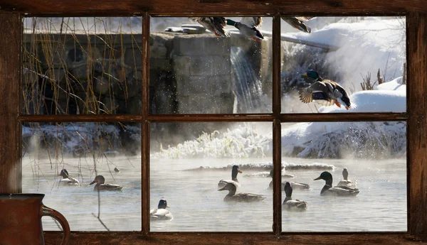 Winter pond with ducks seen through the cottage window. — Stock Image Winter pond with ducks seen through the cottage window. Stock Picture