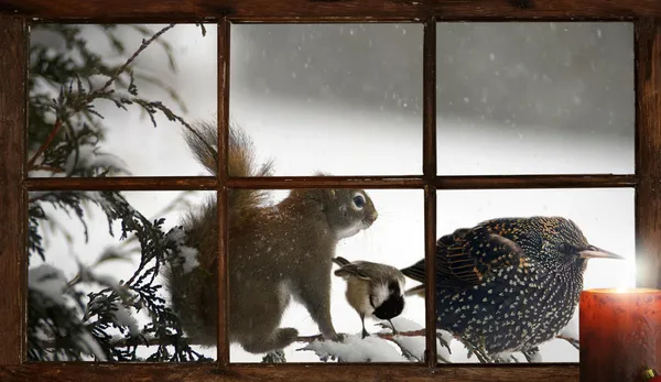 Weihnachtskarte. — Stockfoto