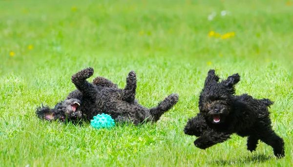 Lindos cachorros jugando . Imagen de stock