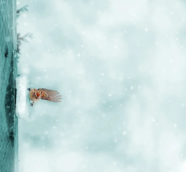 Gorrión en la nieve, tonificado . — Foto de Stock