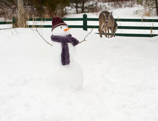 Muñeco de nieve con ciervos en el fondo . —  Fotos de Stock