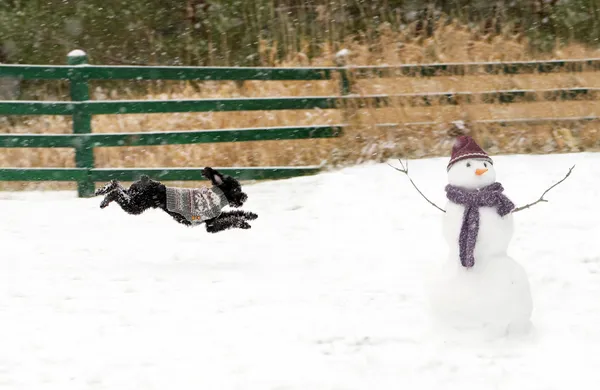 Chiot excité en hiver . — Photo