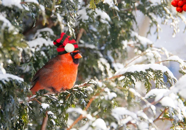 Weihnachtskardinal. — Stockfoto