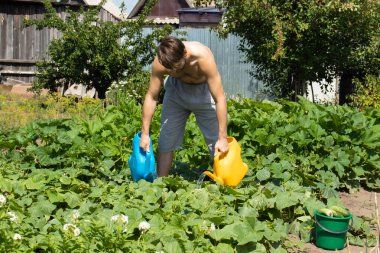 Bahçede çalışan bir adam: su bidonlarından yatak suluyor. Bahçıvanlık, yaz işleri. Büyüyen çevre dostu ürünler.