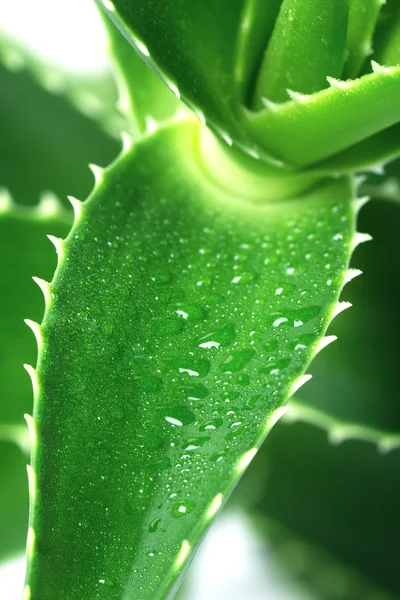 aloe makro