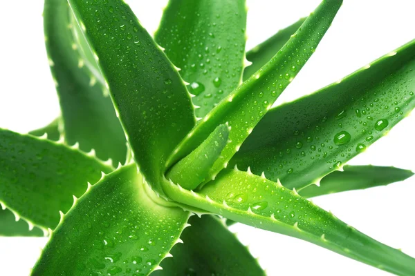 Çiçek aloe vera — Stok fotoğraf