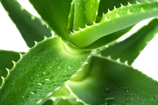 Macro of flower Aloe Vera — Stock Photo, Image