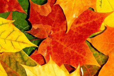 Sonbahar Yaprakları