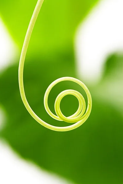 Tendril — Stock Photo, Image