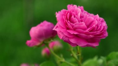 Yeşil bahçede gül çiçekleri