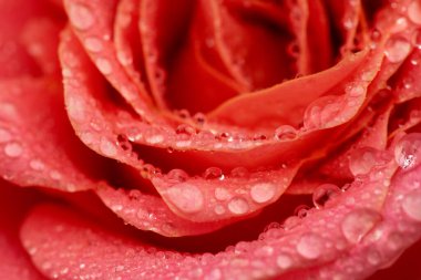 güzel pembe Gül çiçek, yakın