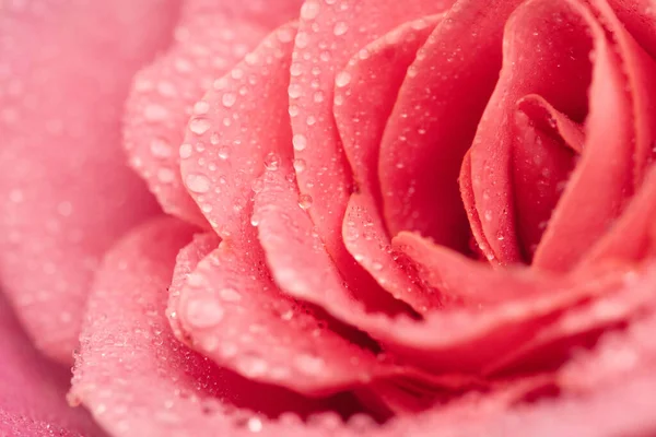 güzel pembe Gül çiçek, yakın