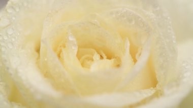 Güzel beyaz gül çiçeği, yaklaş.