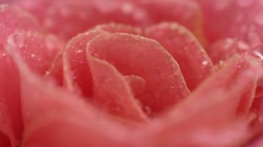 güzel pembe Gül çiçek, yakın