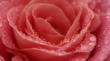 güzel pembe Gül çiçek, yakın