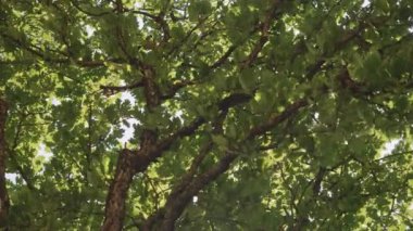 Bottom up view of lush green foliage of trees