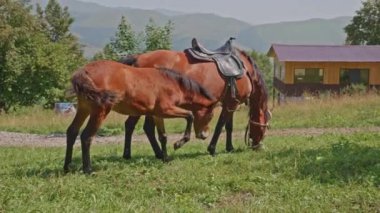Horse With Foal on Green Grass