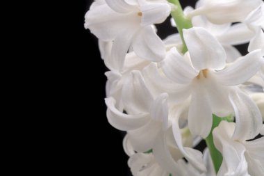 Beyaz Sümbül Çiçeklerinin Kapanışı Siyah Arkaplanda İzole Edildi