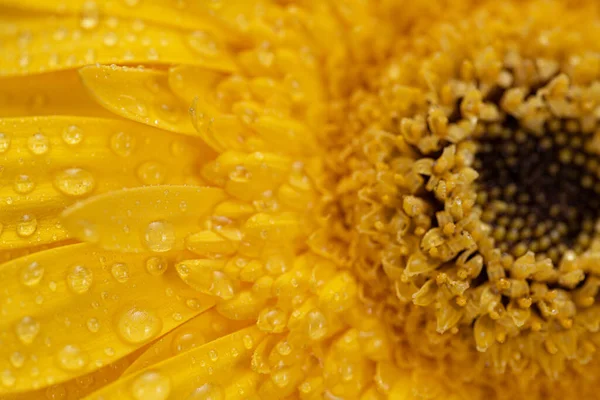 Flor Amarela Com Gotas Água Macro — Fotografia de Stock