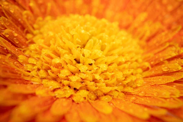 Daisy Gerbera Flower Kapkami Vody — Stock fotografie