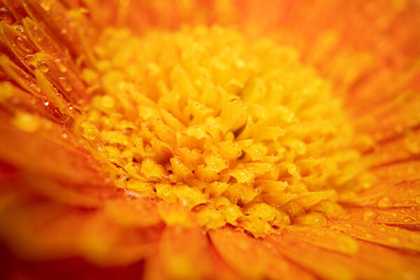 Daisy Gerbera Flower With Water Drops