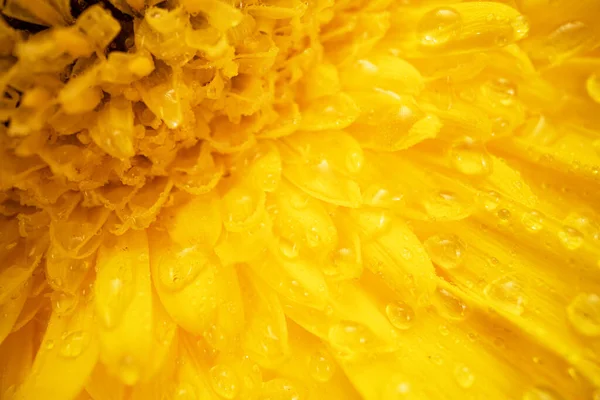 Flor Amarilla Con Gotas Agua Macro —  Fotos de Stock