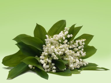 Zambak vadi yeşil bir arka plan üzerinde bir buket