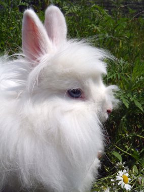 Beyaz angora tavşanı