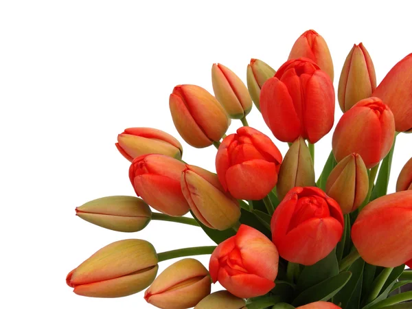 Boeket rode tulpen op een witte achtergrond — Stockfoto