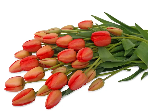 Boeket van rode tulpen close-up — Stockfoto