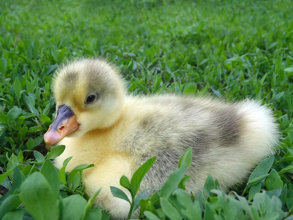 Die kleine Gans im Gras — Stockfoto