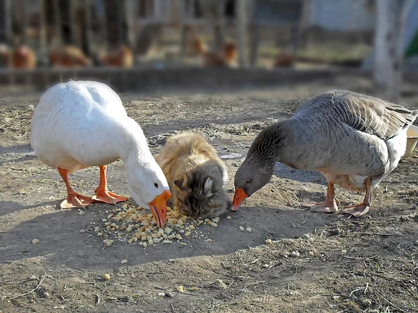 Déjeuner commun. Un chat et des oies dans une ferme . — Photo