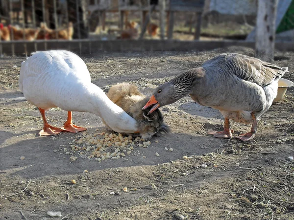 Gemeinsames Mittagessen. eine Katze und Gänse auf einem Bauernhof. — Stockfoto